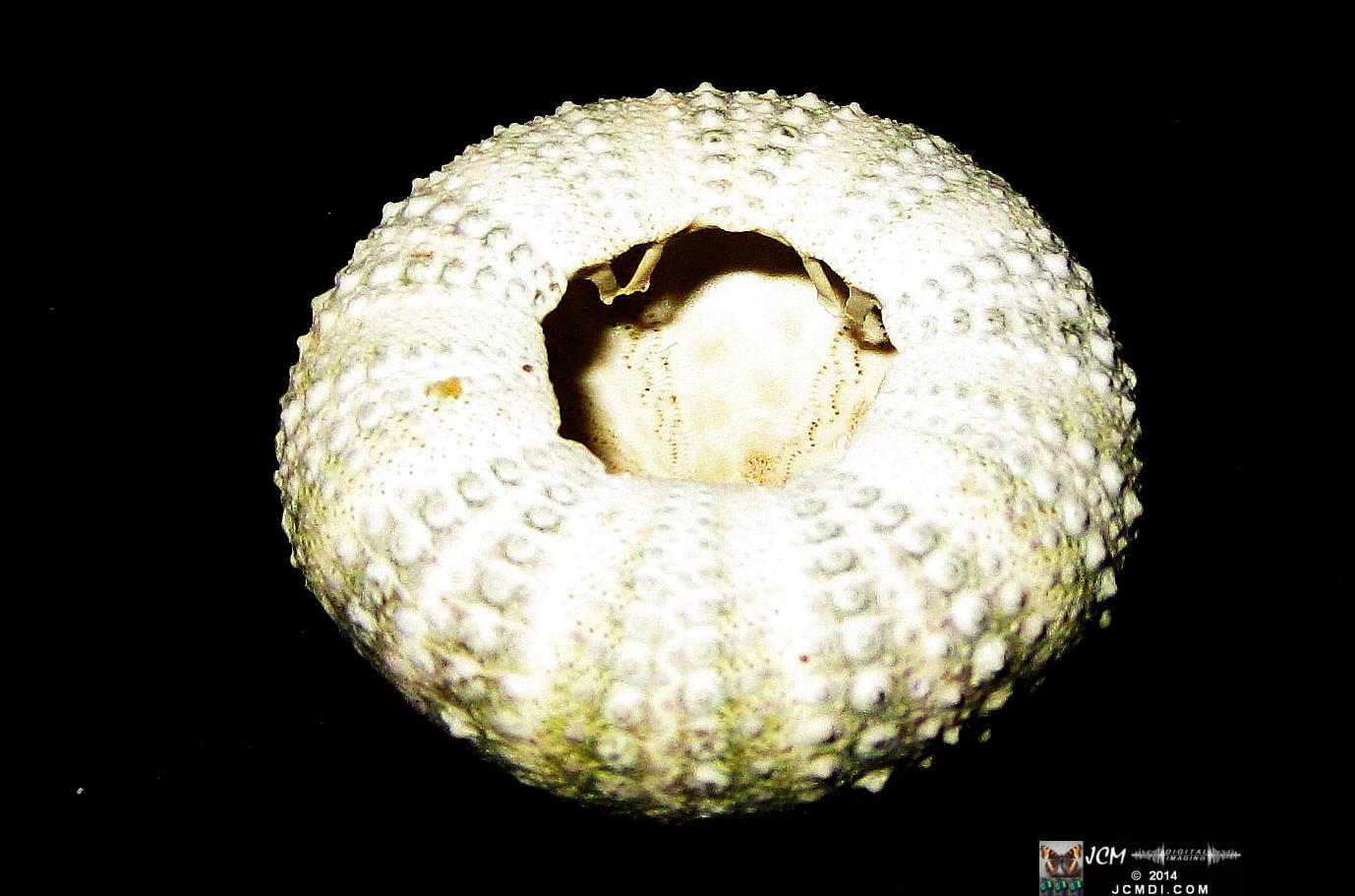 Sea Urchin shell from Anacapa Island California